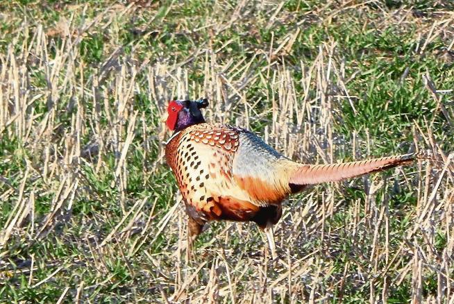 ​​​​​​​​​​​​​​​​​​​Tips and tactics for a successful pheasant hunt – The Fort Morgan Times