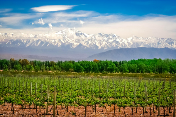 The Best Vineyards To Visit in Argentina