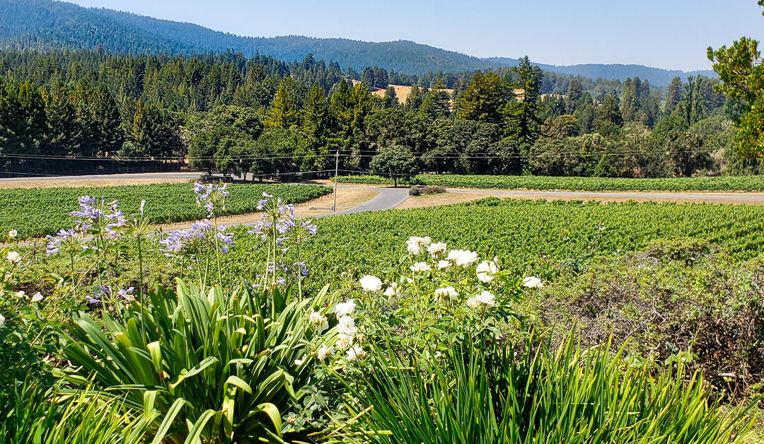 17 Key Tips For Experiencing Crush Season In Anderson Valley